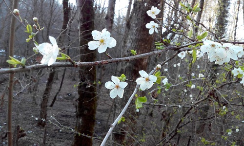 6 عکس تابناک از بهار نورس در طبیعت مازندران