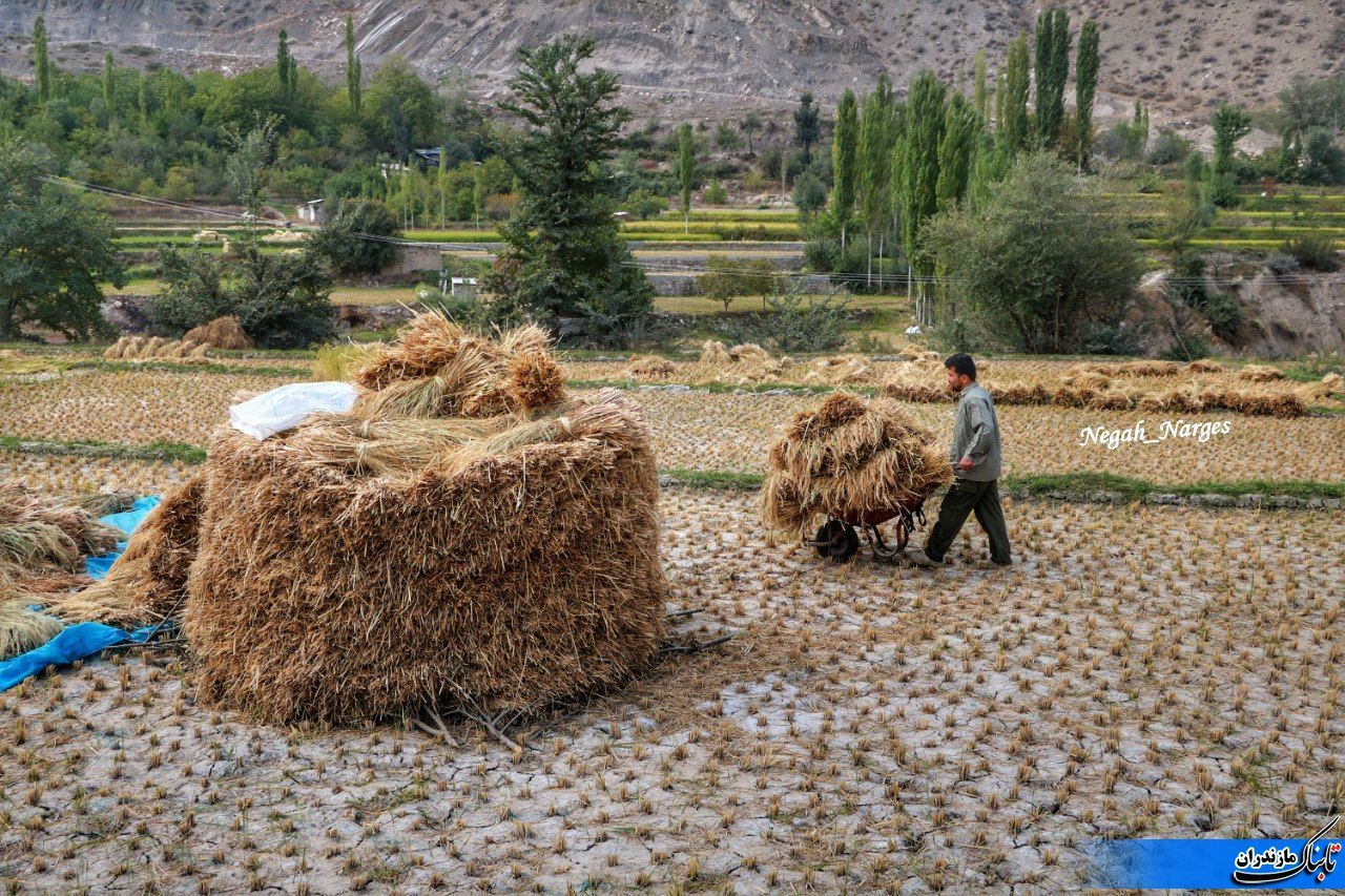 برداشت سنتی برنج در برخی شالیزارهای مازندران