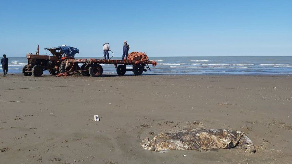 پیدا شدن لاشه یک فک دیگر در ساحل مازندران