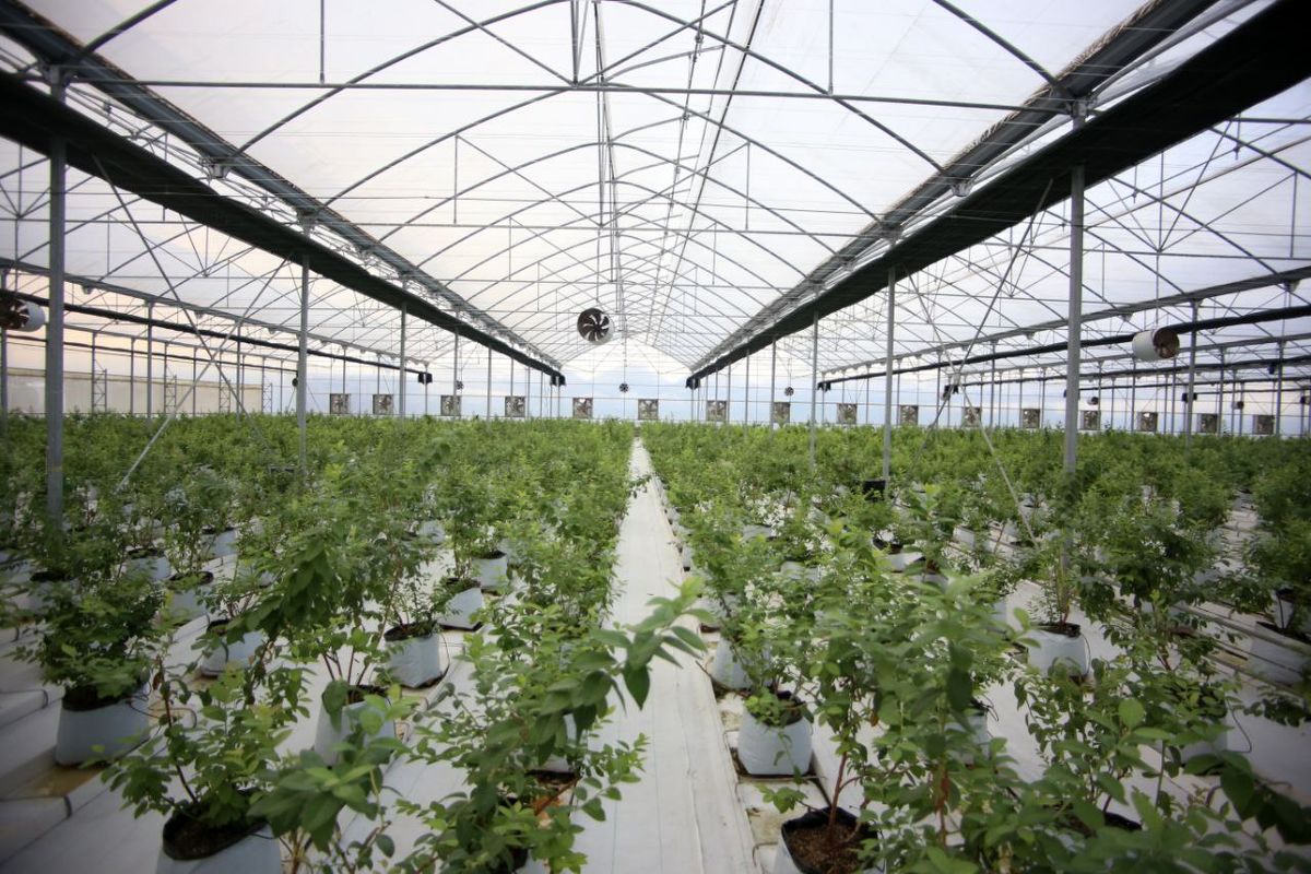 بهره برداری از 130 پروژه کشاورزی در اصفهان