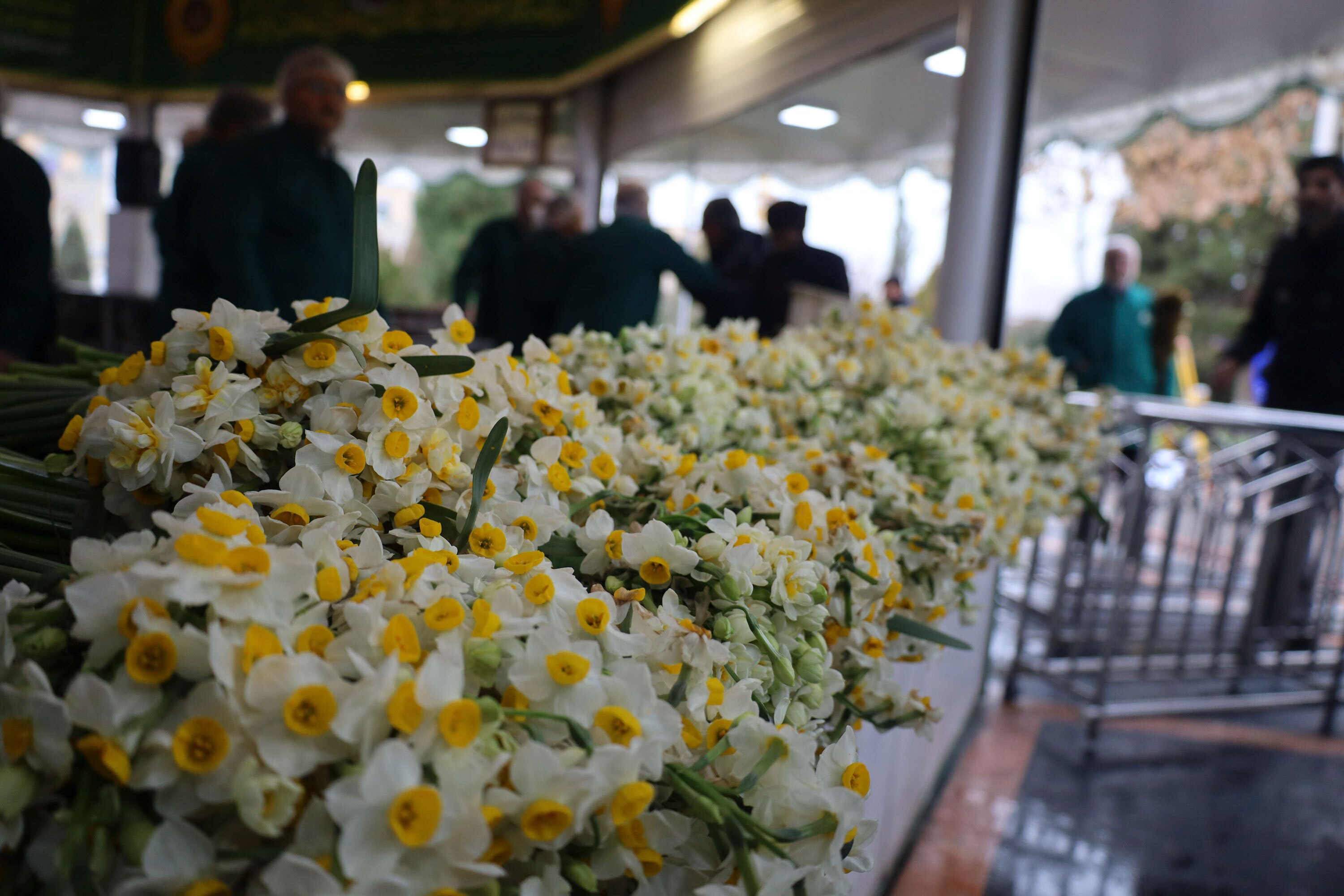 توزیع گل نرگس در چایخانه حرم مطهر رضوی