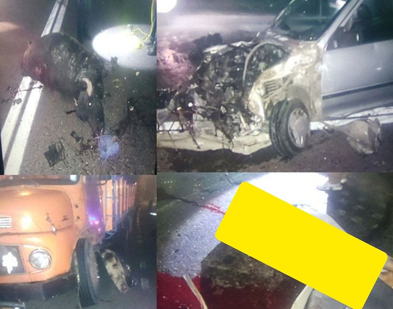 رهاسازی دام عامل تصادف مرگبار در جاده سنگر/مرگ راننده پراید بر اثر برخورد با گاومیش در گیلان